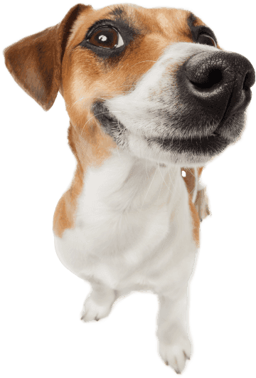 Small brown and white dog standing upright on its hind legs.