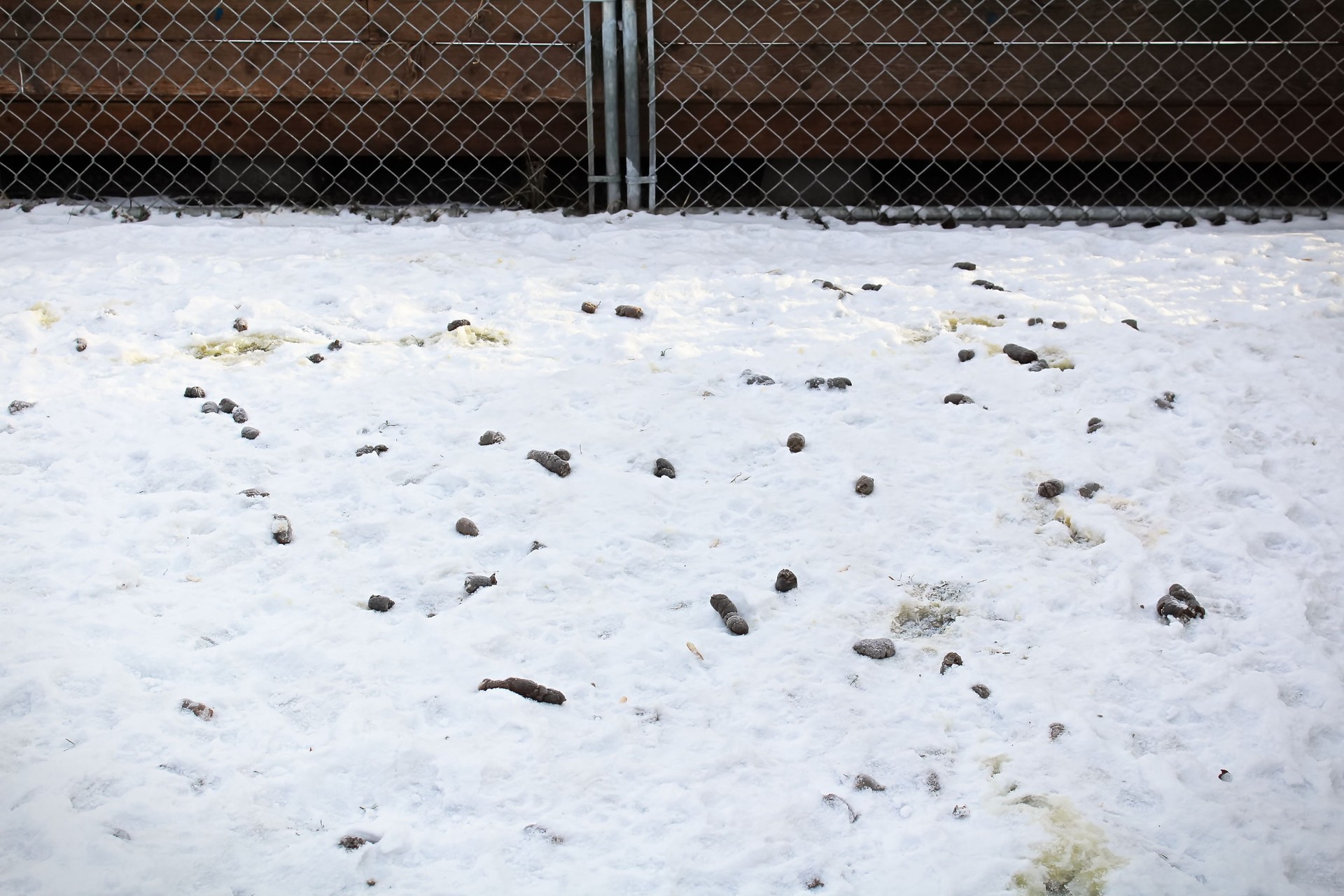 A backyard of dog fecus that has not been cleaned up