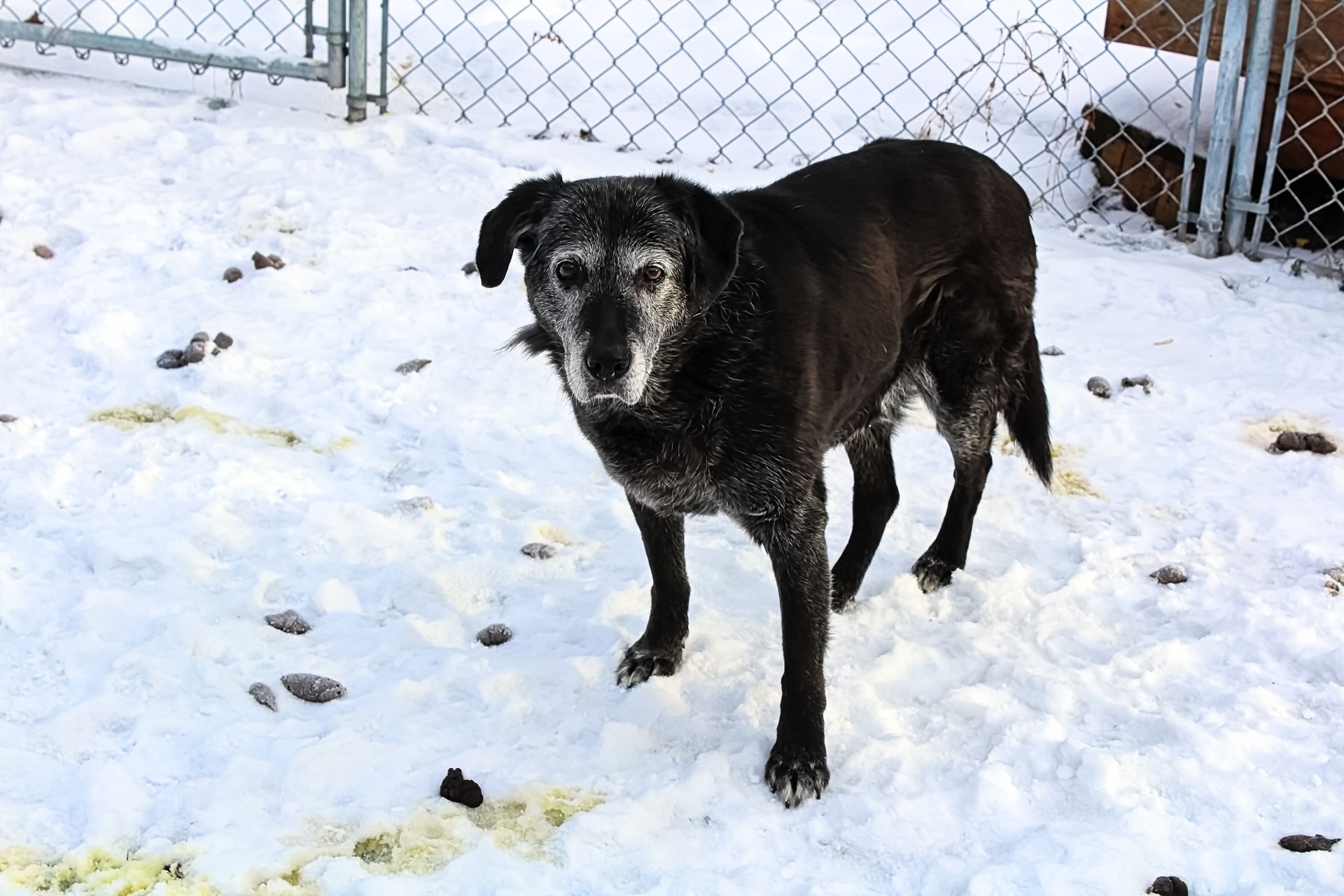 A neglected dog surrounded by poop in a backyard